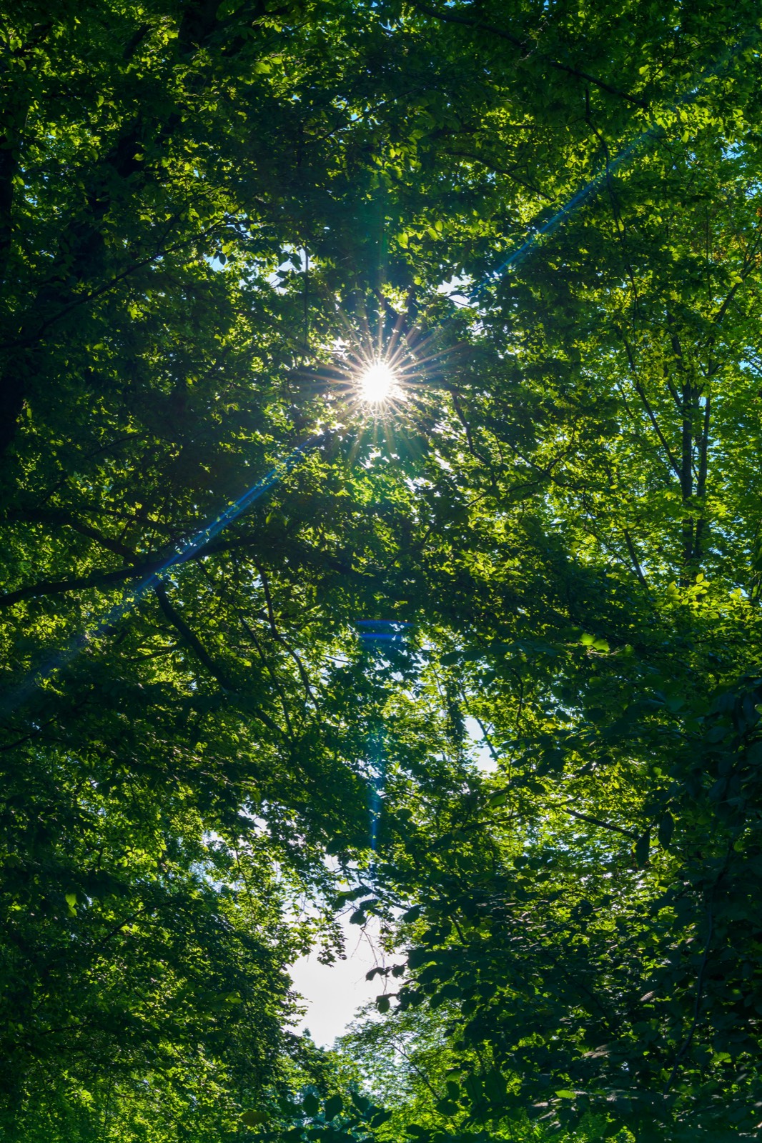 Morning sun shining through green forest leaves